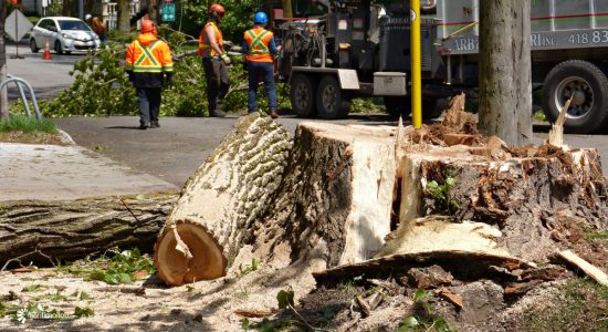 Protection des arbres et des milieux naturels à Québec : malgré un triste bilan, relevons-nous les manches! - Monquartier